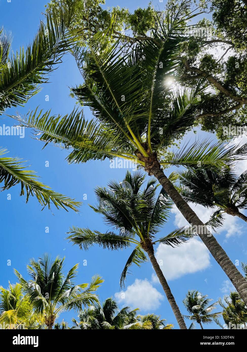 Blick nach oben in Richtung grüne Palmenwedel vor einem hellen blauen Himmel mit flauschigen weißen Wolken in Miami Beach, Florida, USA Stockfoto