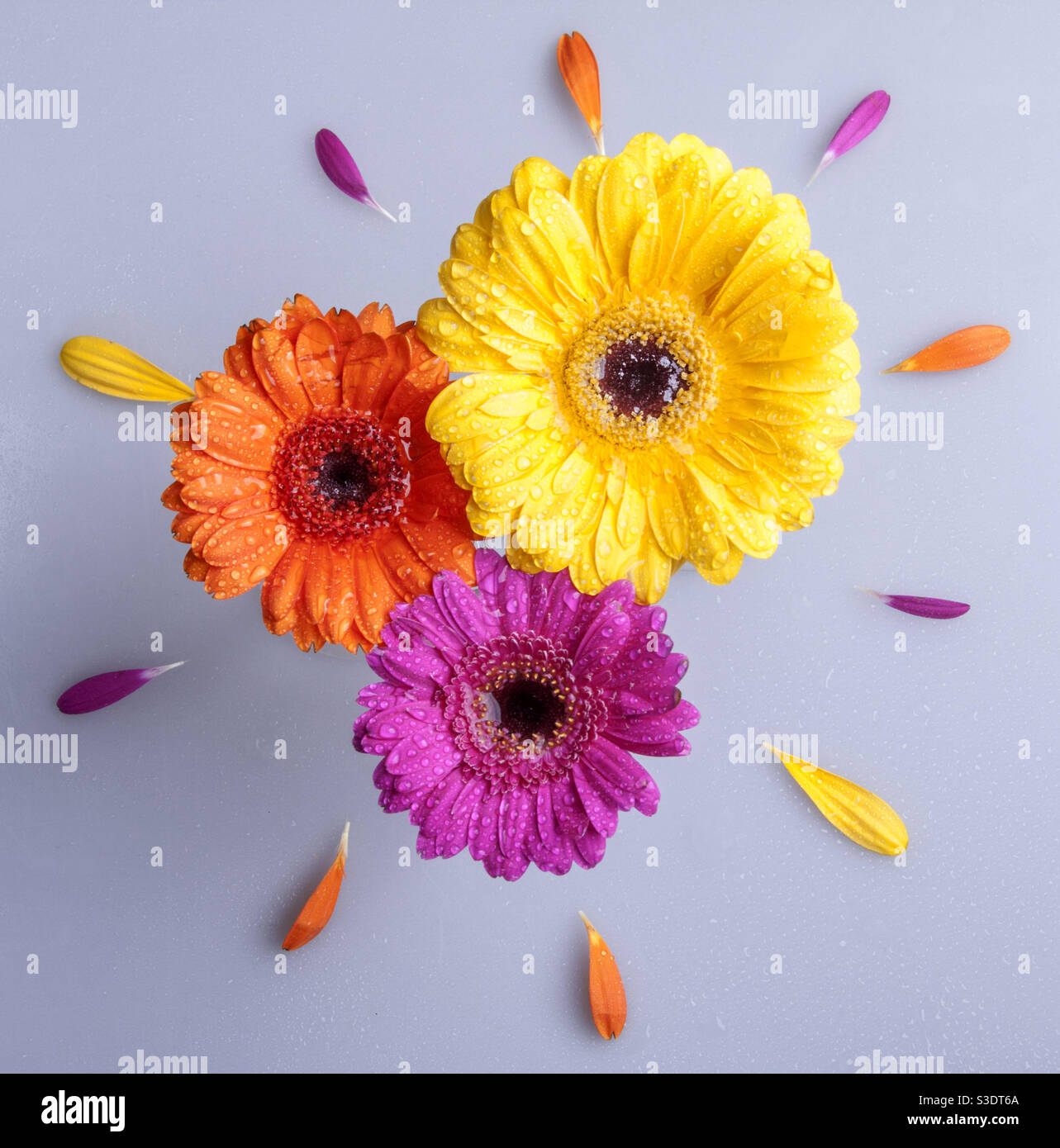 3 Elegante Klassische Gerbera Gänseblümchen Stockfoto