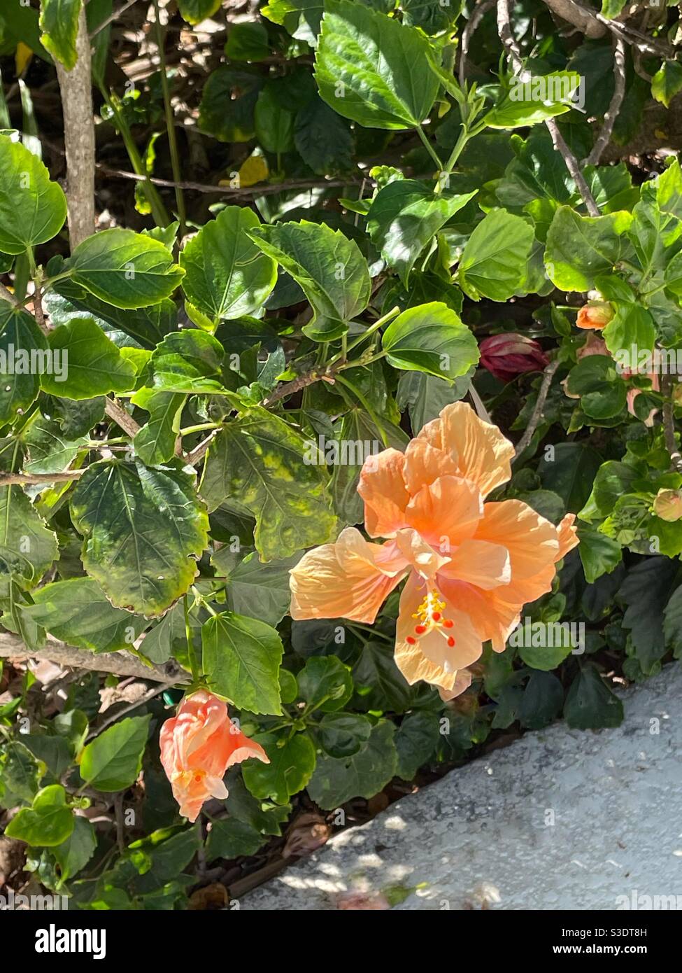 Die zarten, seidigen korallenfarbenen Blütenblätter einer Hibiskuspflanze werden im hellen Sonnenlicht von Miami Beach, Florida, USA, vor dem Hintergrund grüner Blätter hervorgehoben. - Smartphone-aufgenommenes Stockfoto