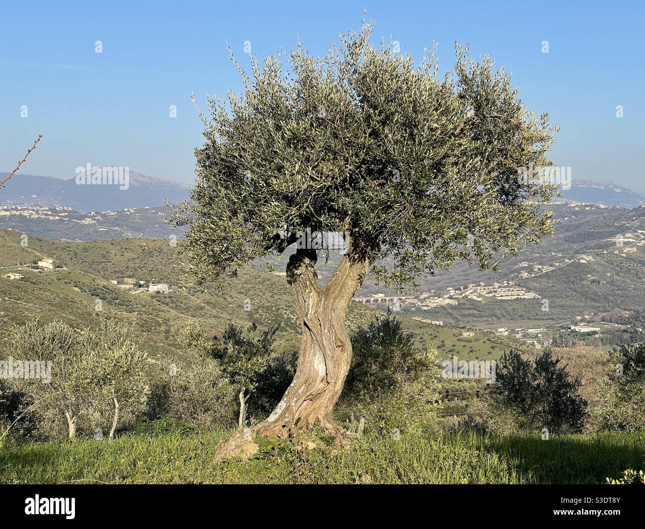 Olivenbaum, Italien - Smartphone-aufgenommenes Stockfoto