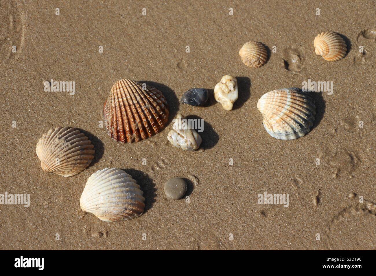 Kleine Seesteine und Muscheln auf dem nassen Meer Stockfoto