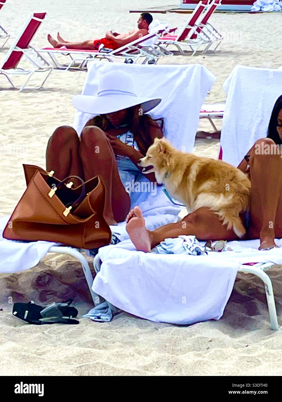Ein flauschiger blonder Hund sitzt auf dem Schoß einer Frau auf einem Strandliegen im Sand in Miami South Beach, Florida, USA - Smartphone-aufgenommenes Stockfoto