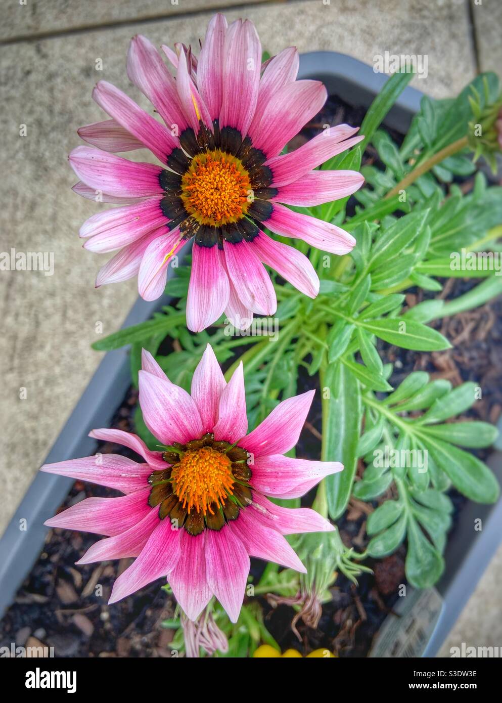Pink Gazanias - Smartphone-aufgenommenes Stockfoto