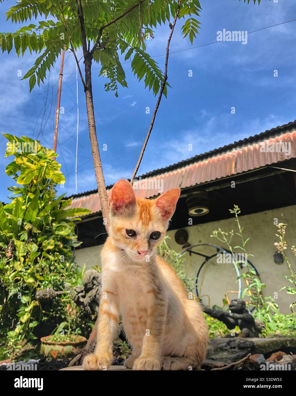 Meine süße orange Katze Stockfoto