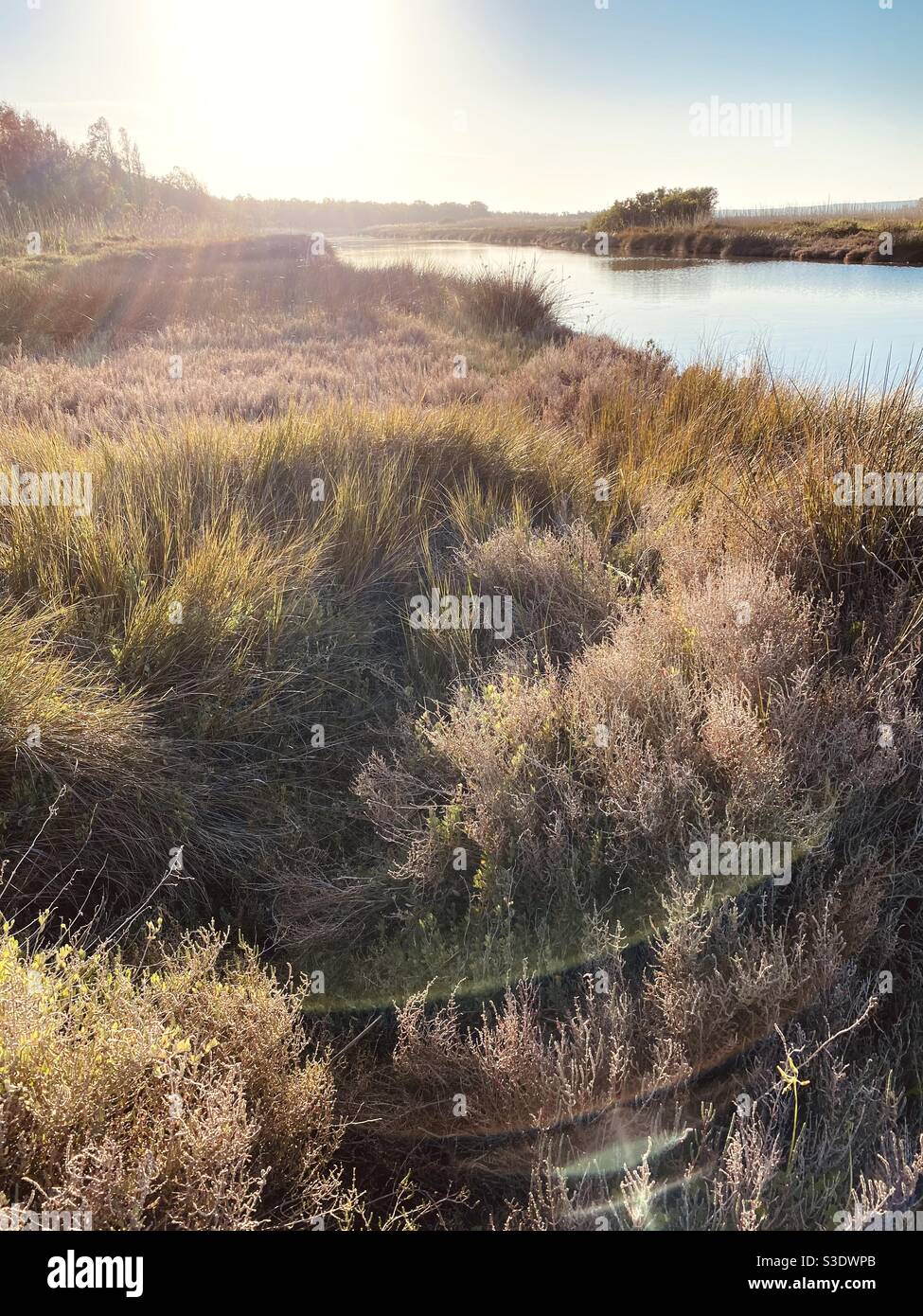 Die Abendsonne scheint auf eine wilde Feuchtgebiet Landschaft mit Gras und Wasservegetation umgeben einen Wasserstrom, schaffen Licht Fackeln. Stockfoto