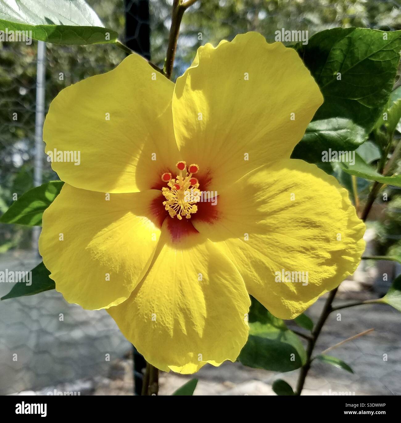 Bright Yellow Hibiscus Stockfoto