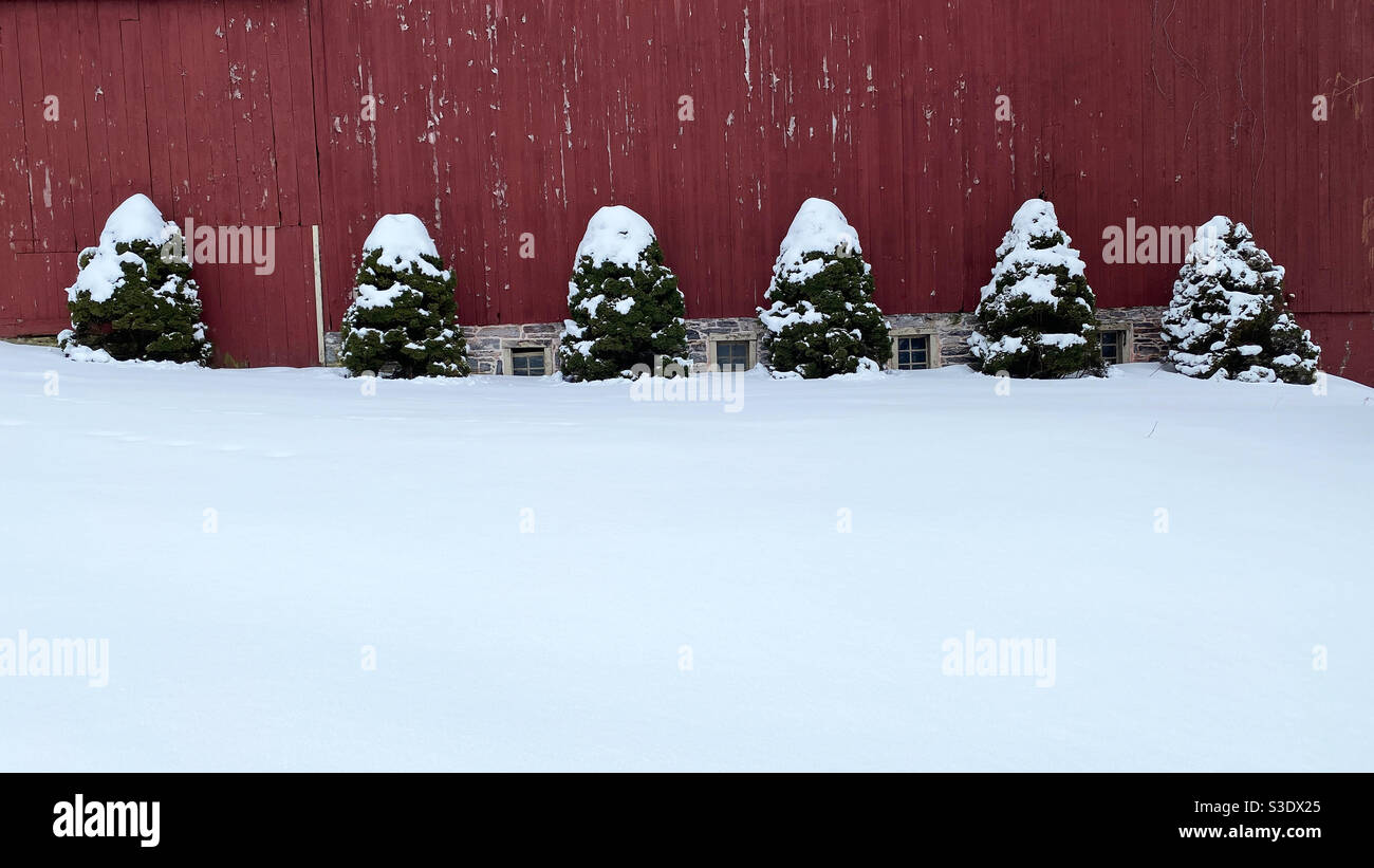 Diese Landszene zeigt einen frischen Schneefall, eine Linie von immergrünen Bäumen gegen eine rustikale rote Holzscheune. Stockfoto