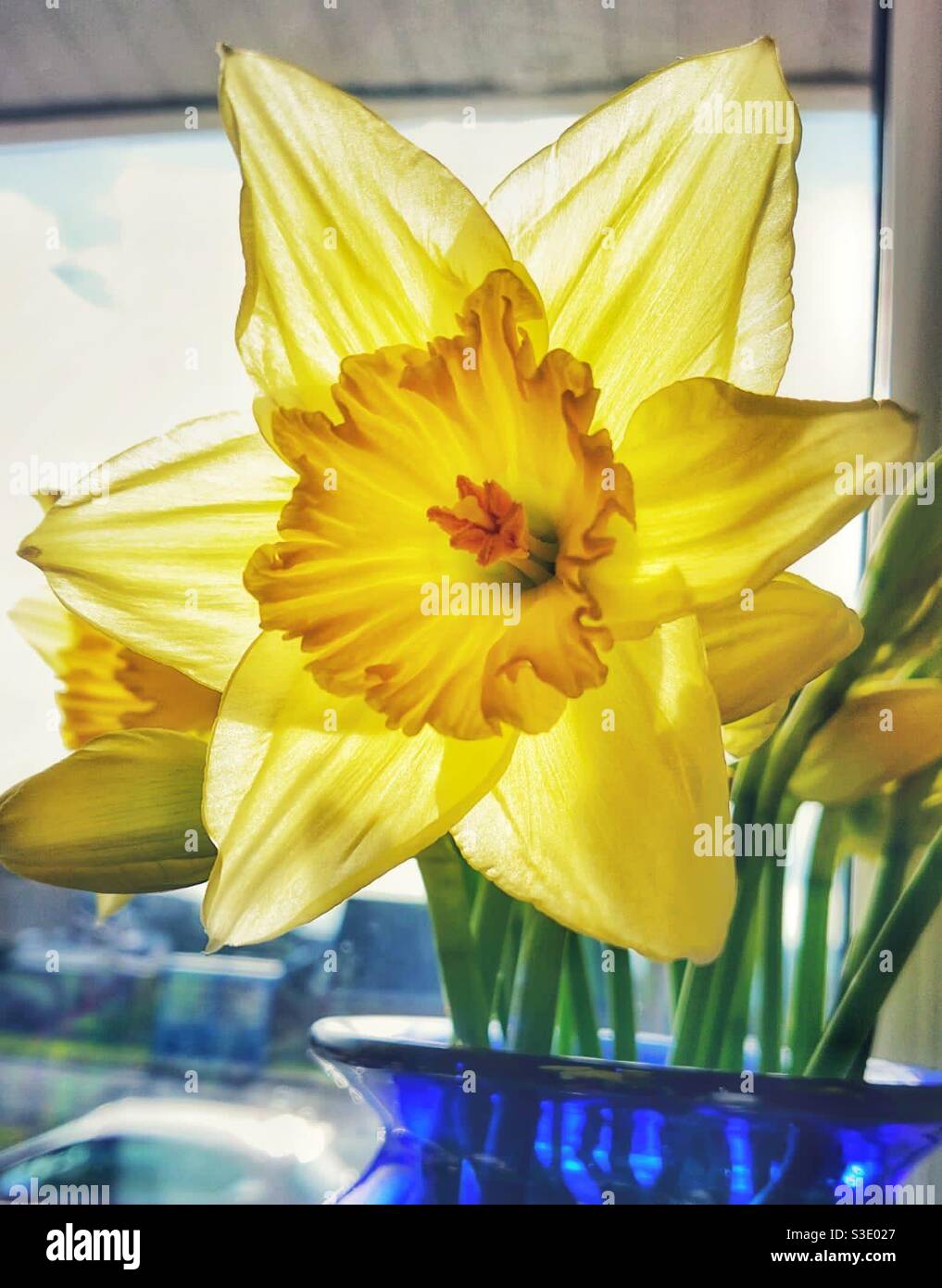 Ein Nahaufnahme Foto von einem lebendigen gelben Narzissen in Eine blaue Glasvase - Smartphone-aufgenommenes Stockfoto