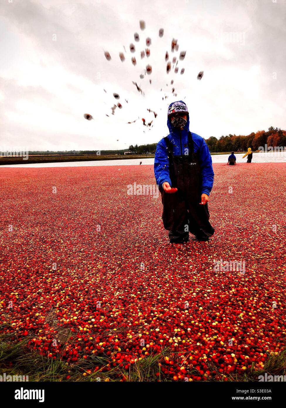 Cranberry Ernte in Warrens, Wisconsin. USA. Stockfoto