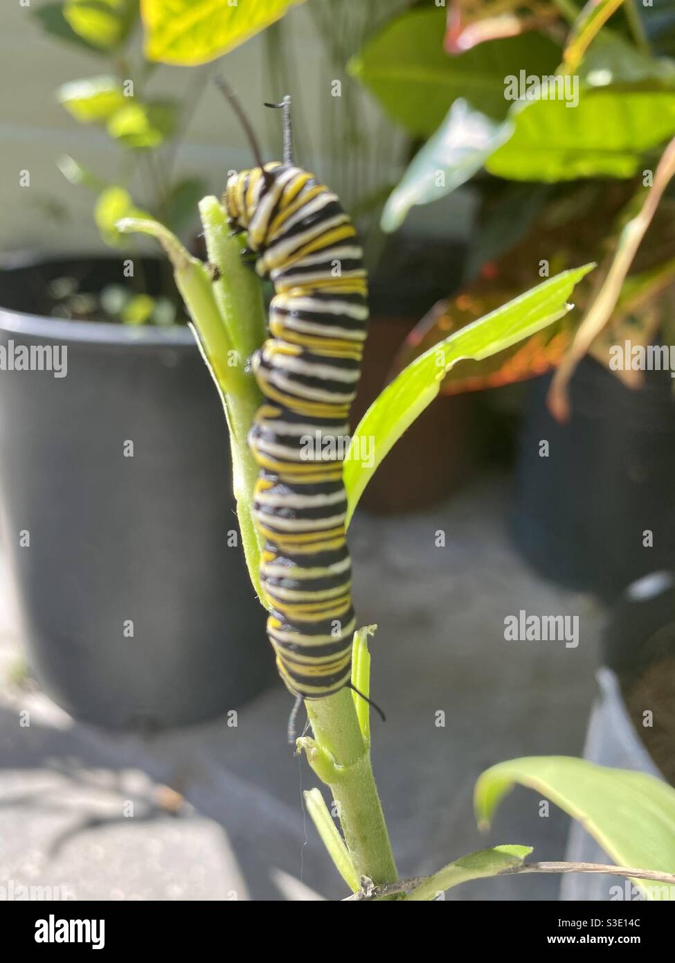 Monarch Raupe Stockfoto