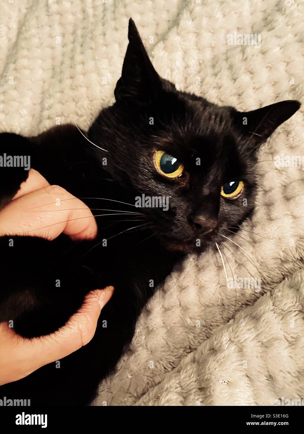 Eine schwarze Katze erhält Schläge und Aufhebens auf einer grauen Decke. Stockfoto