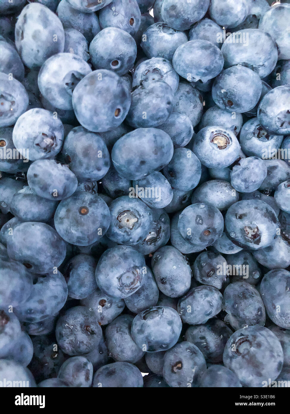Nahaufnahme von Heidelbeeren. Stockfoto