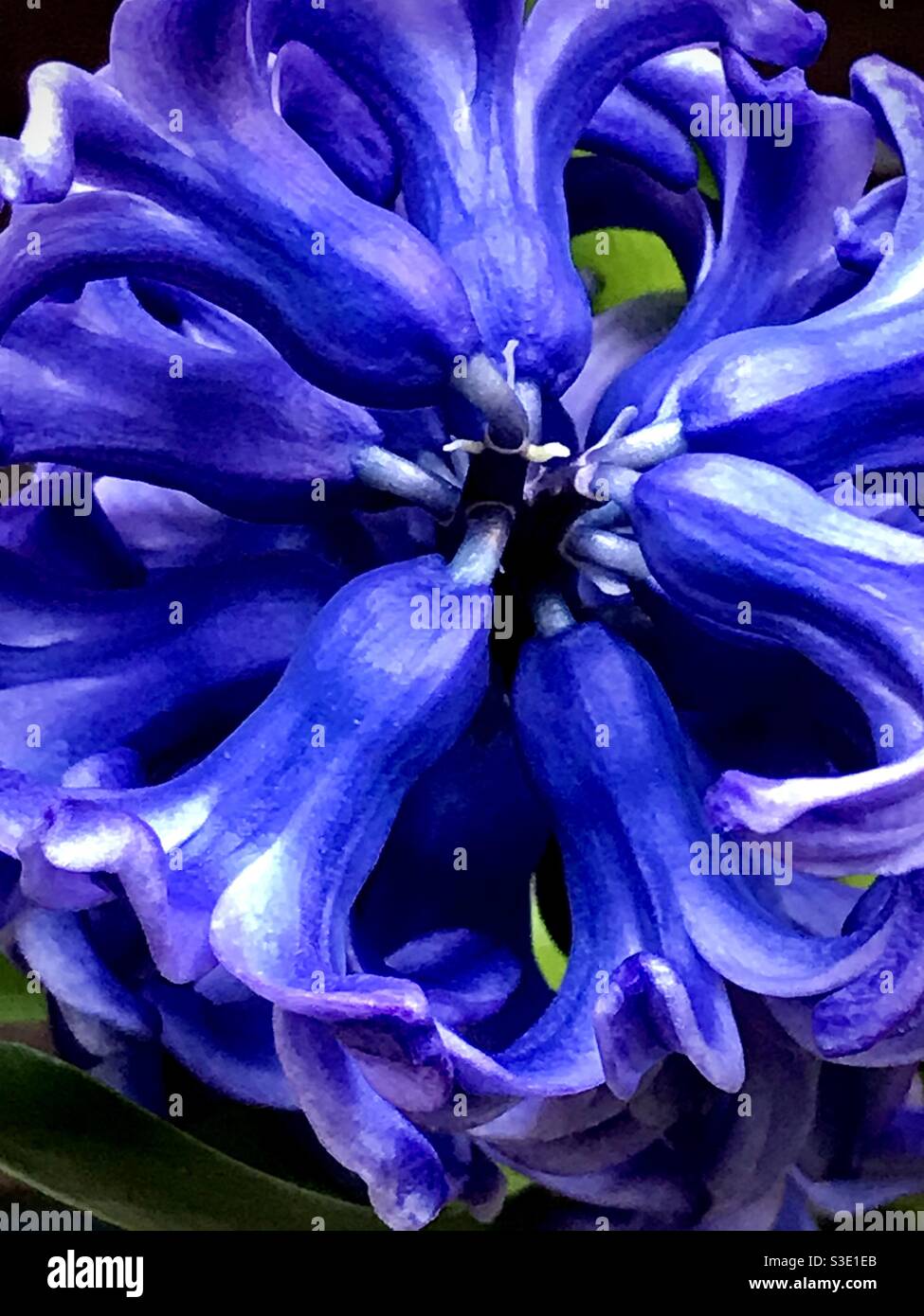 Meine schöne blaue Hyazinthen-Birne schließlich blüht. März 2021. Stockfoto