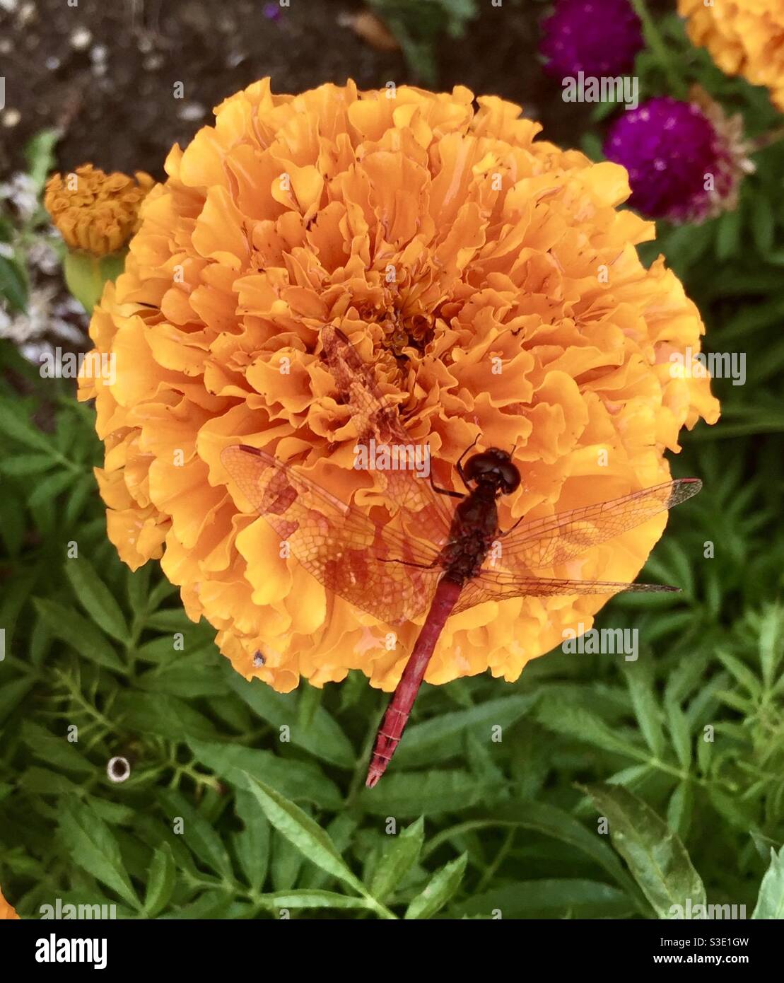 Rote Libelle auf Ringelblume Stockfoto