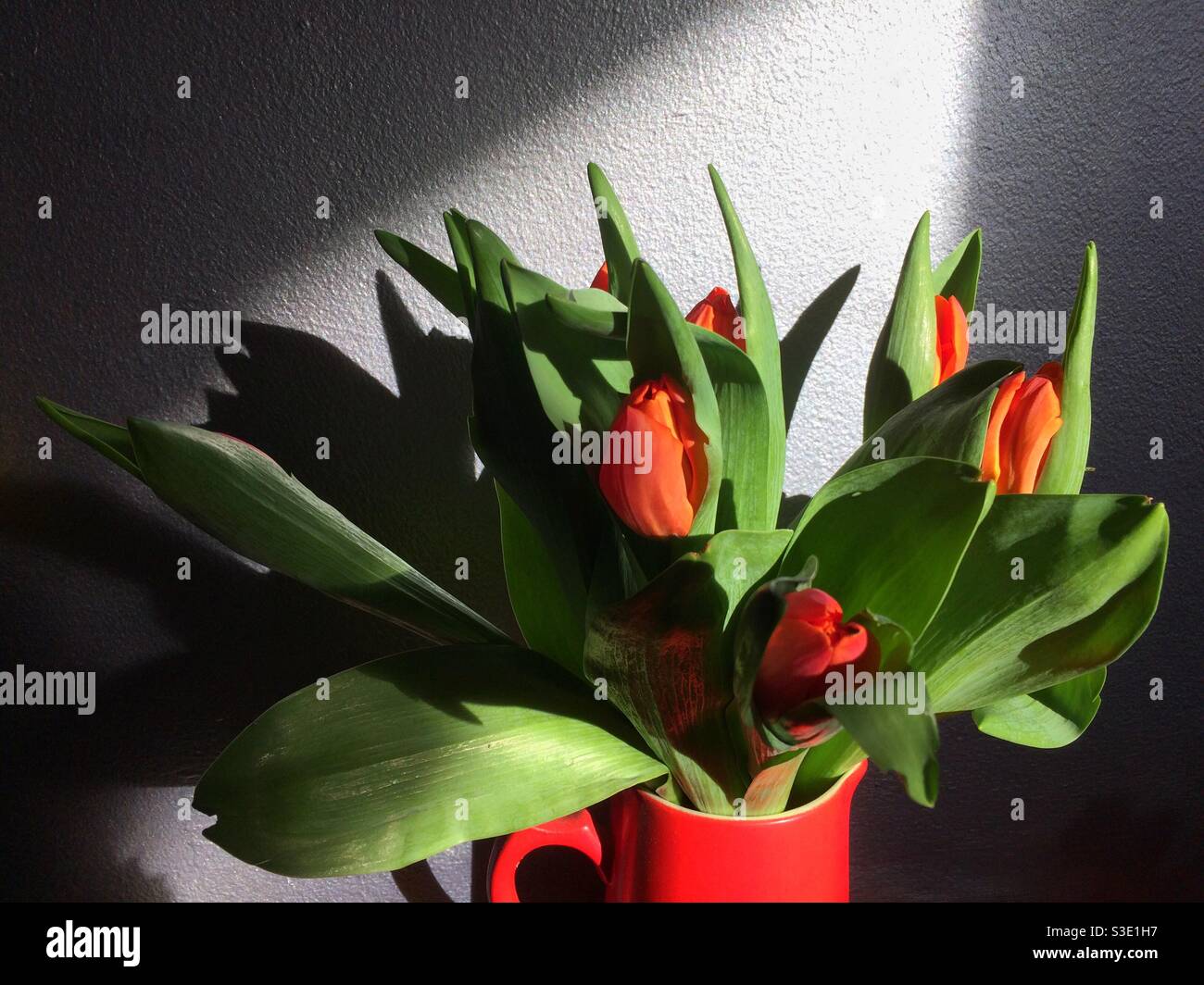 Ein Bündel roter Tulpen in einem roten Krug vor einer silbernen Wand. Dramatisches natürliches Licht beleuchtet die Blumen und wirft Schatten gegen die Wand. Stockfoto