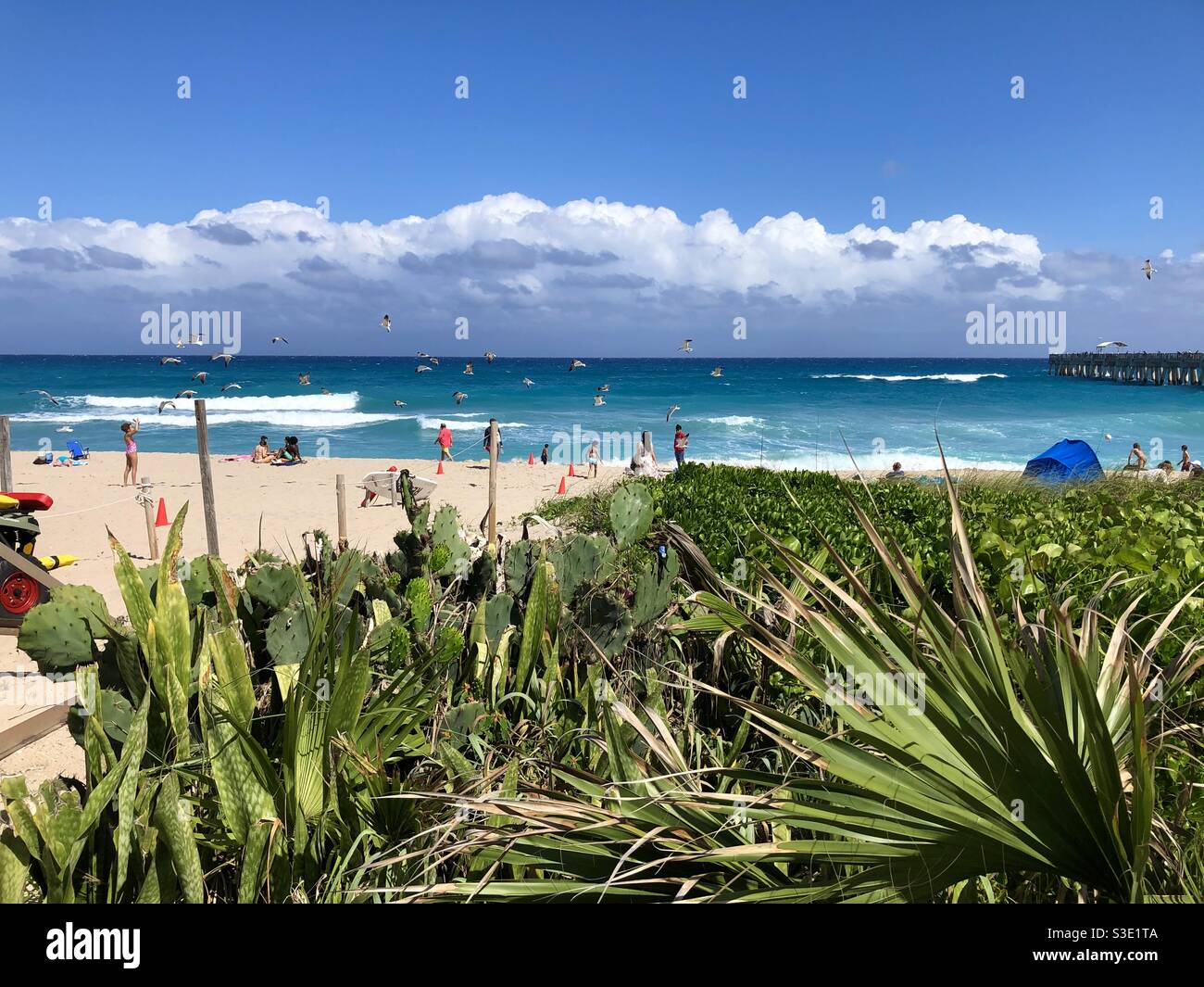 Schöner Tag am Lake Worth Beach, Florida mit Menschen und einem Schwarm von Möwen über uns. Stockfoto