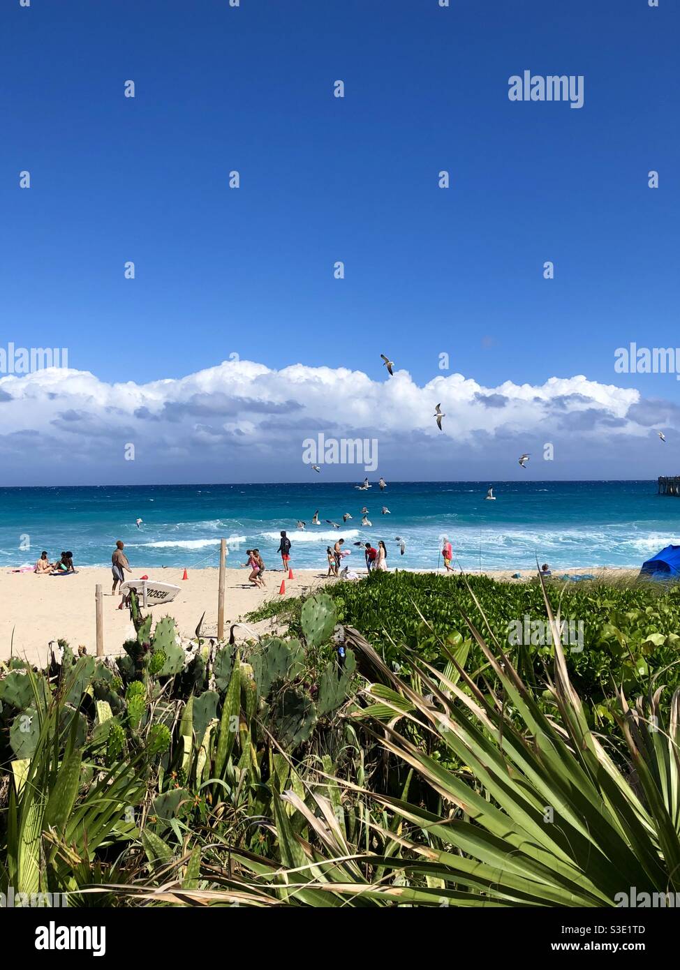 Schöner Tag am Lake Worth Beach, Florida, mit Menschen am Meer und einem Schwarm von Möwen über uns. Stockfoto