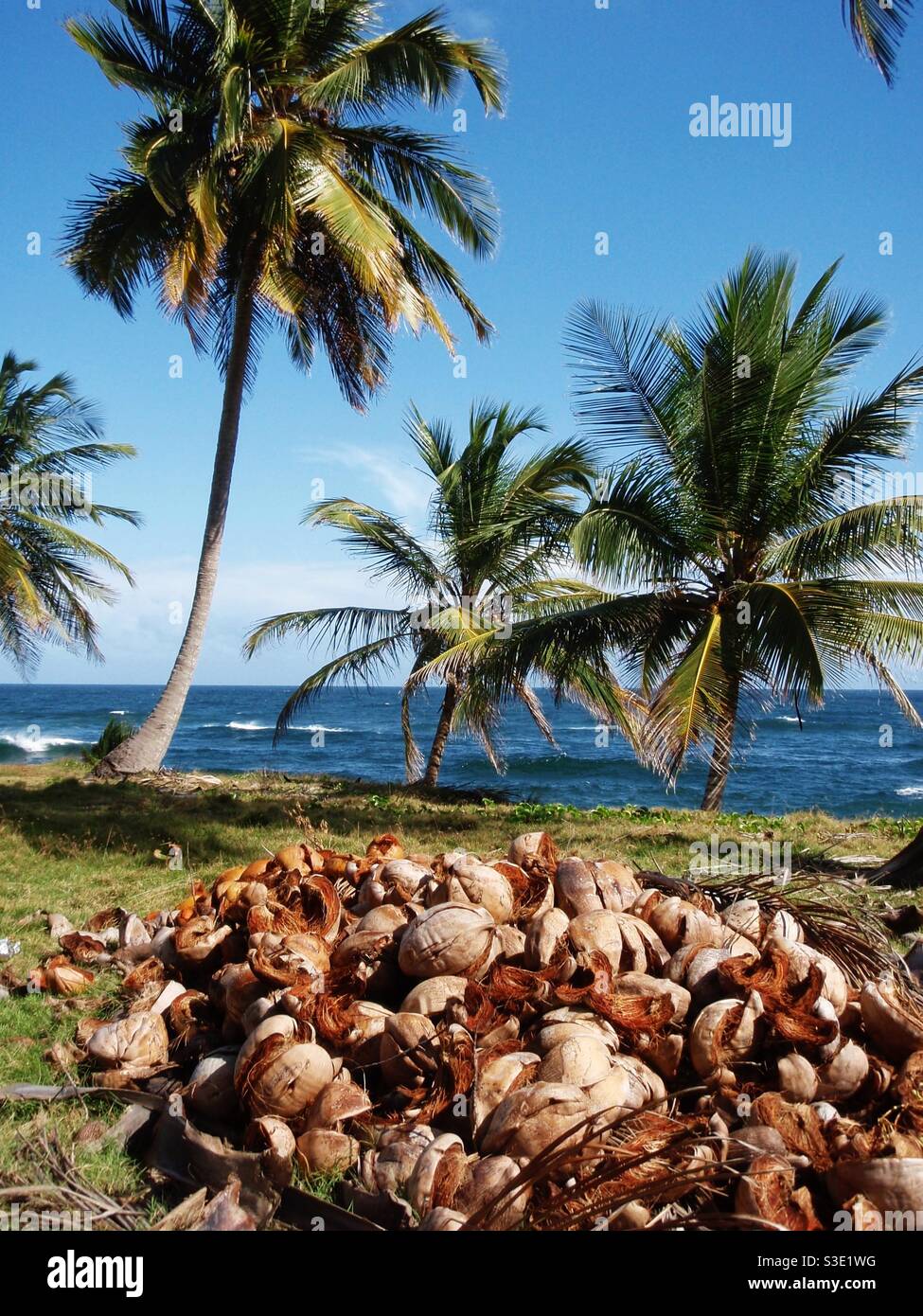 Kokosnussschalen an der karibischen Küste Stockfoto