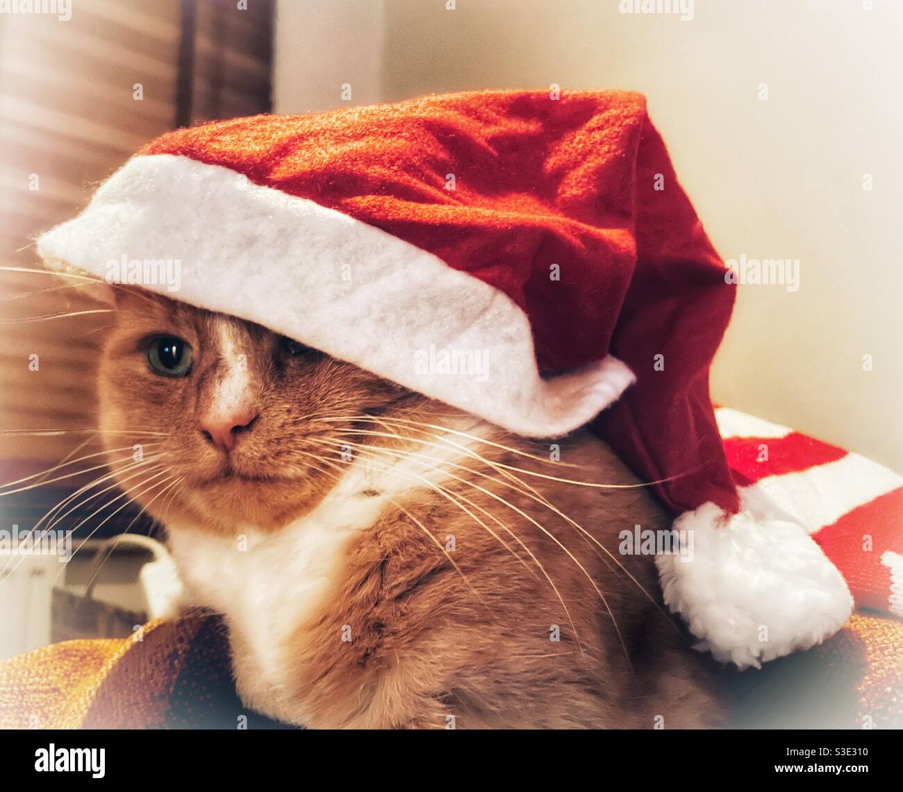Inländische Ingwer Katze trägt einen Weihnachtsmann Hut Stockfoto
