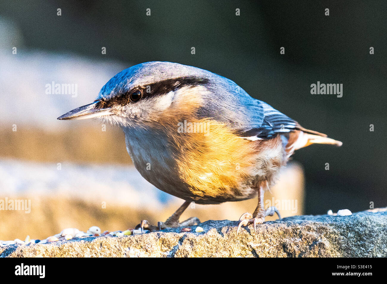 Nuthatch Vogel sitzt auf einer Wand Fütterung Stockfoto