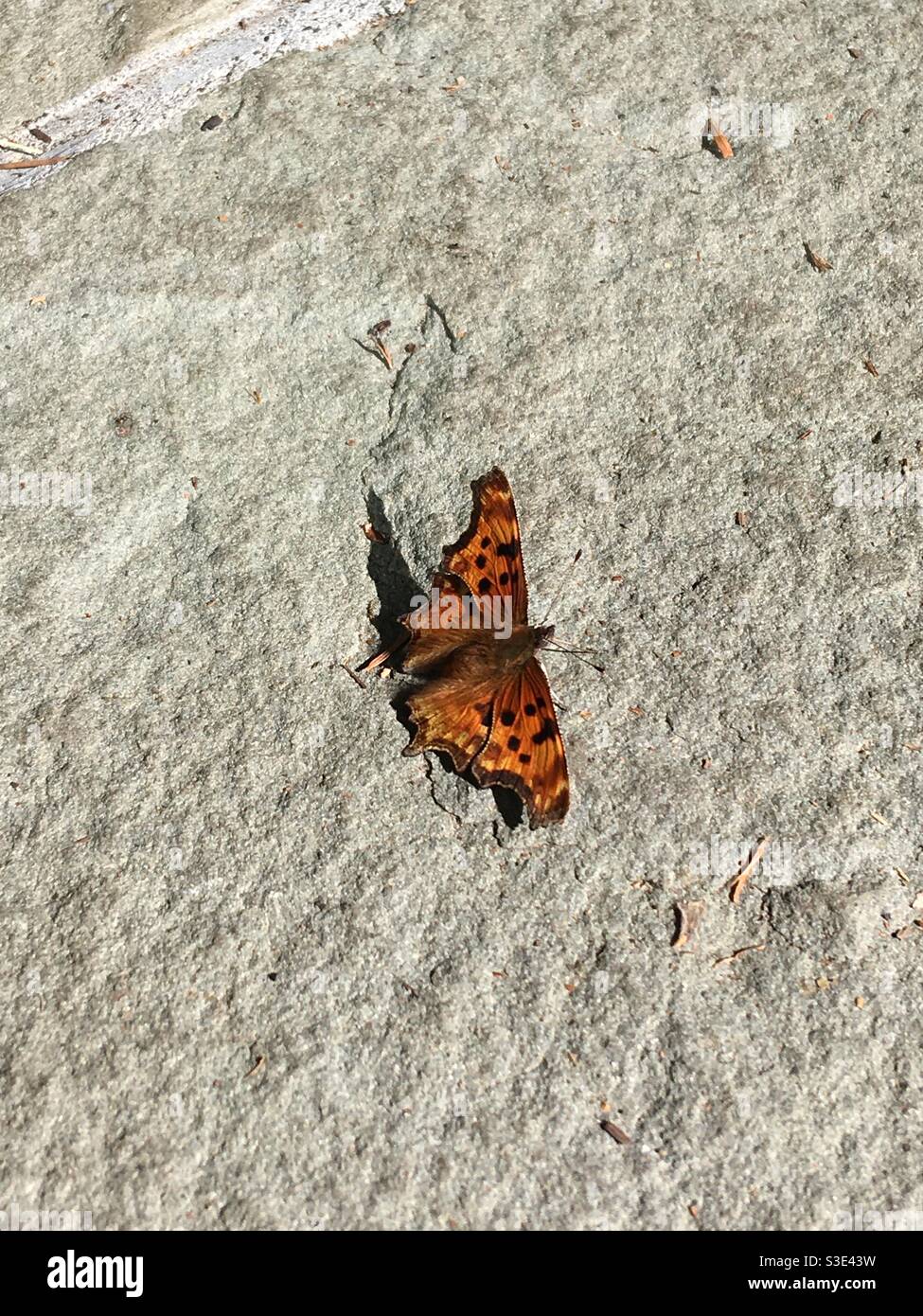 Satyr Comma Polygonia Satyrus Schmetterling Nymphalidae mit Bürstenfüßern Stockfoto