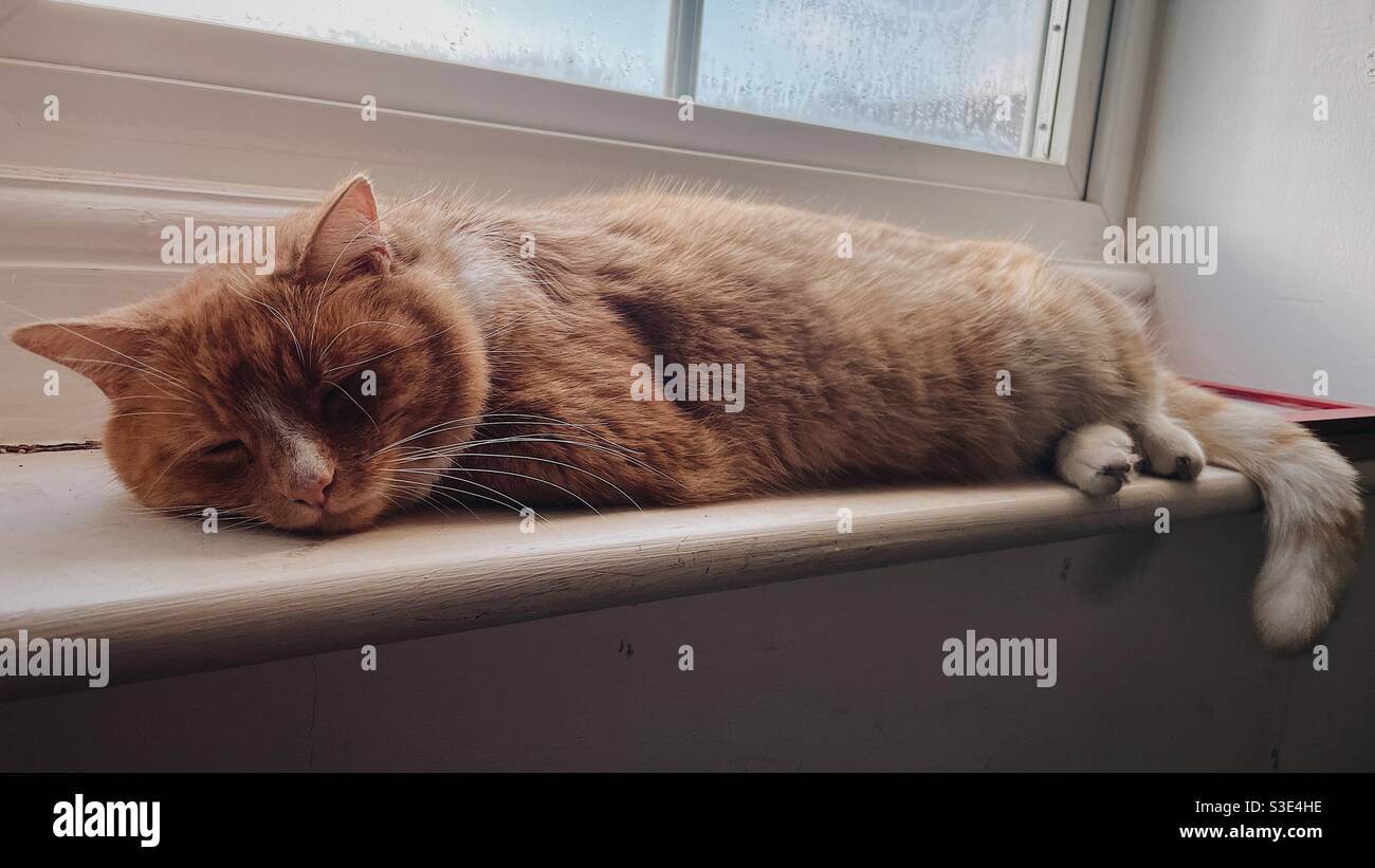 Ingwer Katze schläft auf Fensterbank Stockfoto