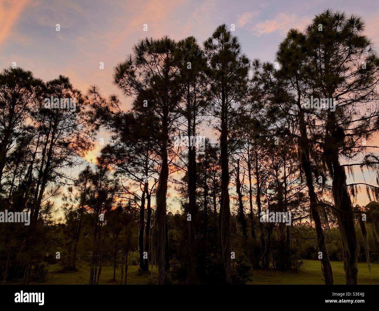 Kiefernwald in Florida. Stockfoto