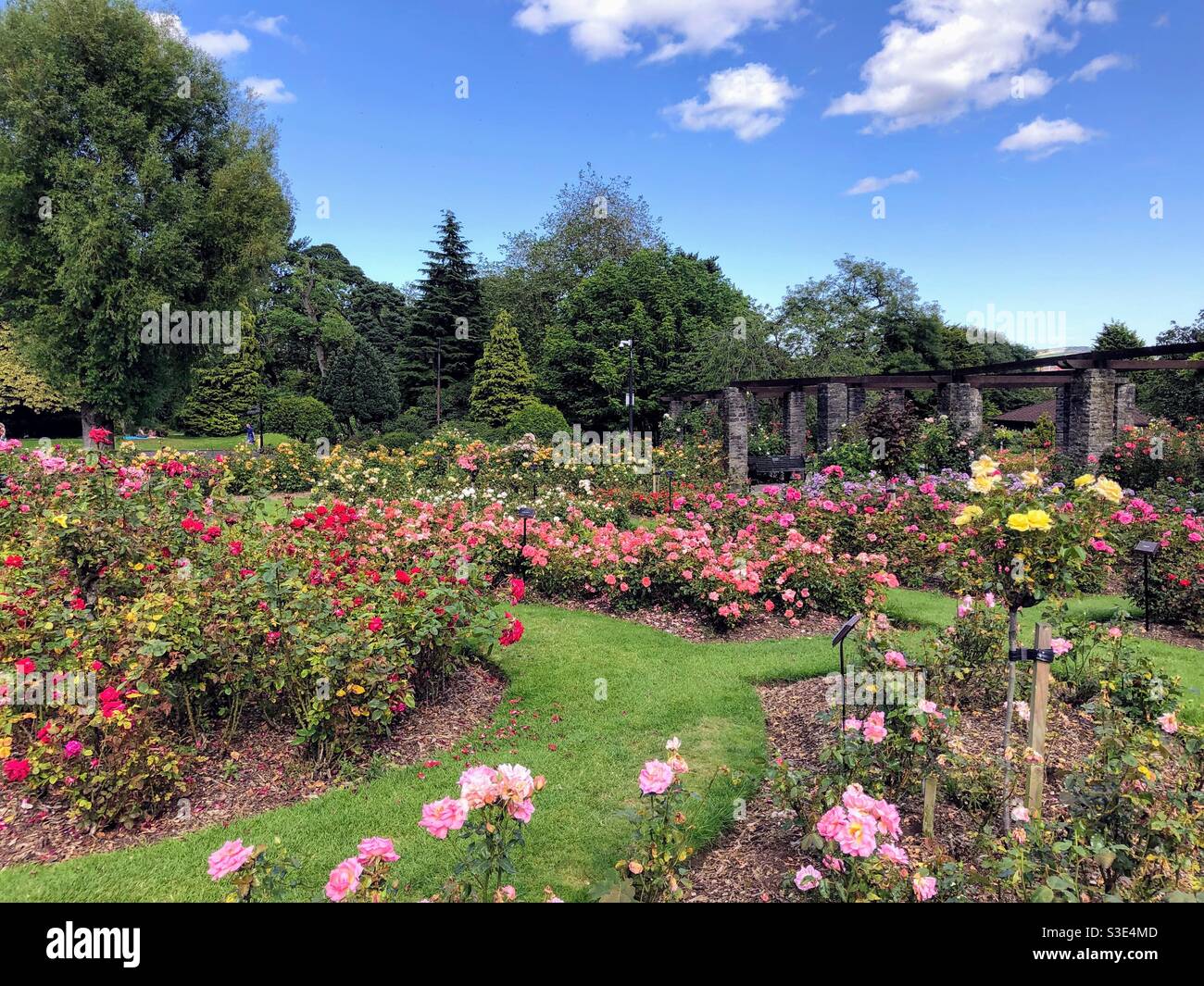 Rose Garden, Botanic Gardens, Belfast, Nordirland - Smartphone-aufgenommenes Stockfoto