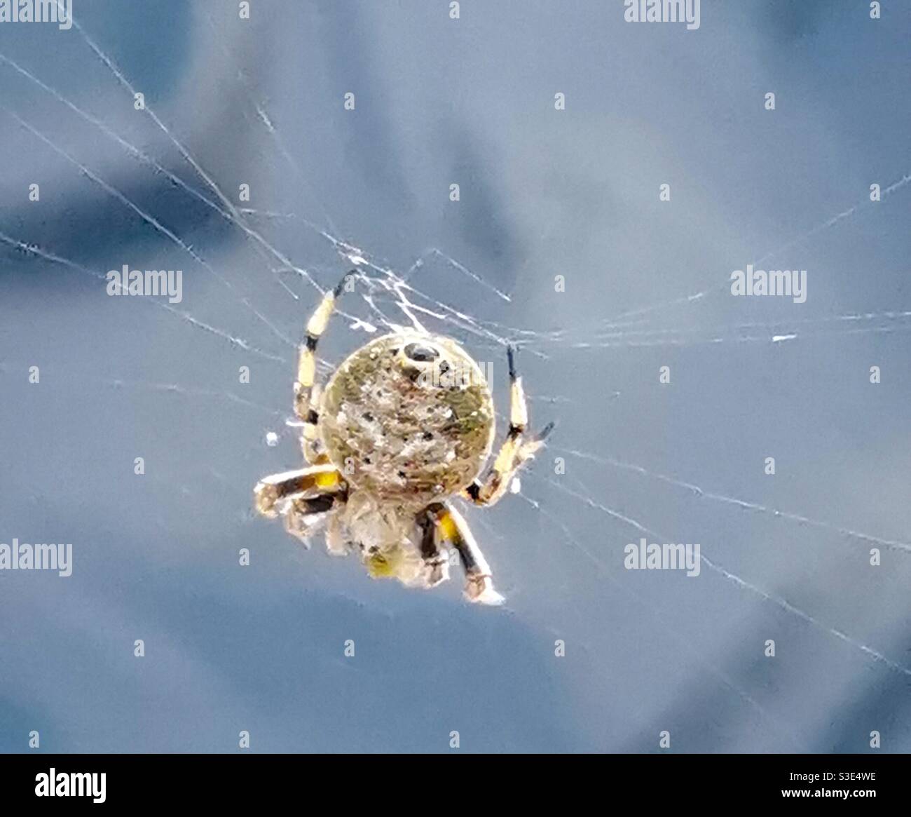 Eine winzige Spinne, die sein Netz weben. Stockfoto