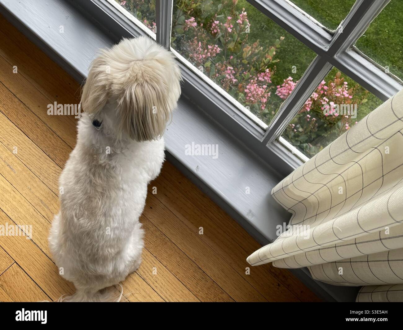 Hund wartet im Fenster - Smartphone-aufgenommenes Stockfoto