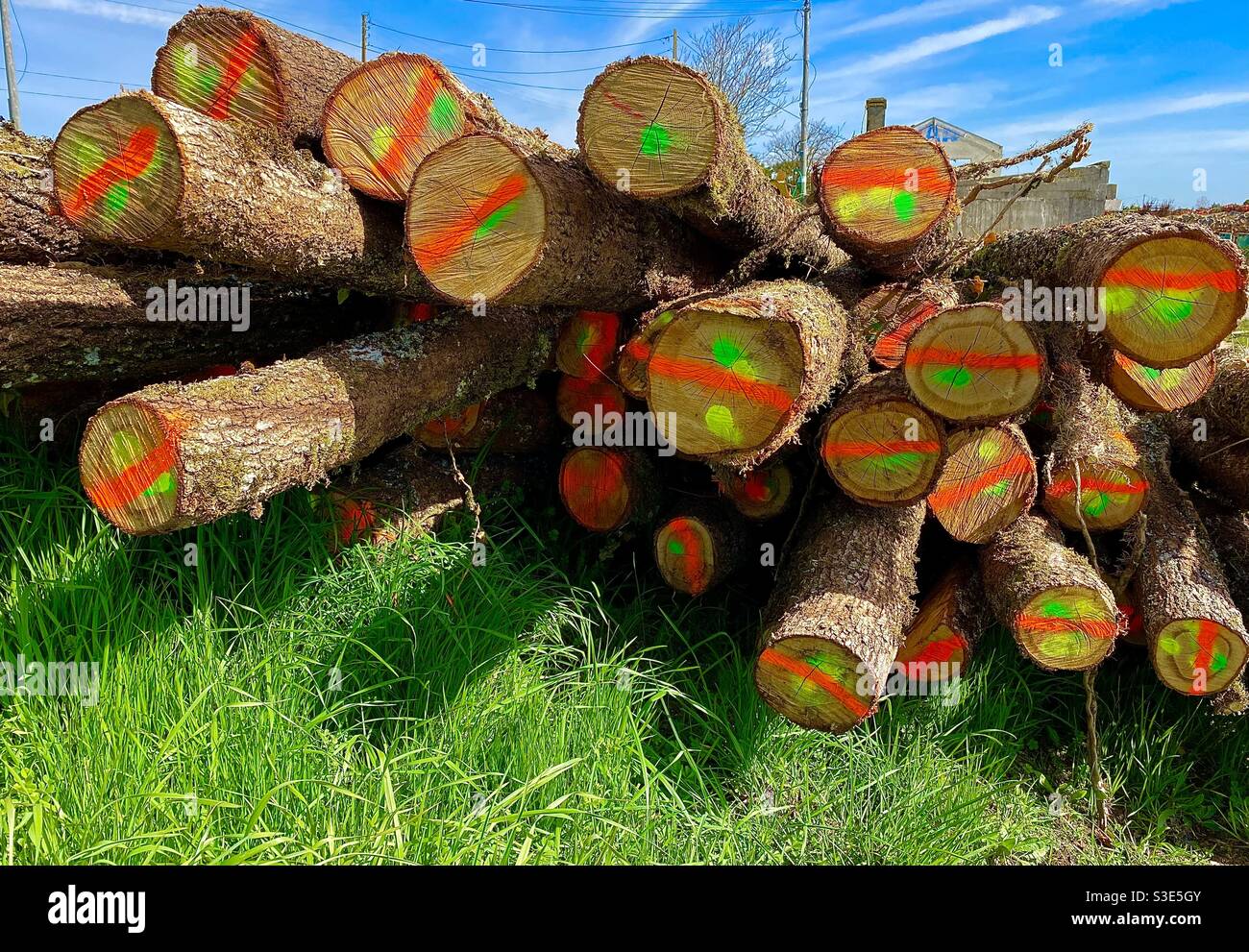 Gefällte Baumstämme - Smartphone-aufgenommenes Stockfoto