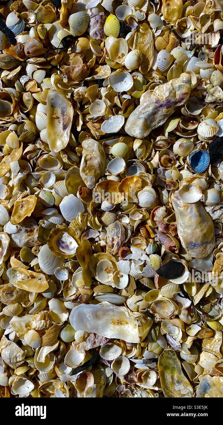 Muscheln Stockfoto