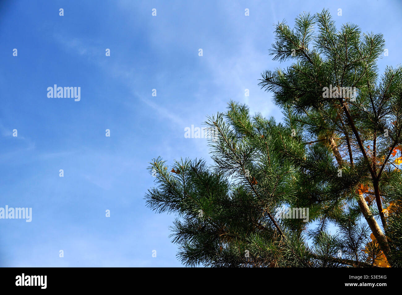 Ansicht von unten Fichte Baum gegen Himmel mit weiß bewölkt dunst - Smartphone-aufgenommenes Stockfoto