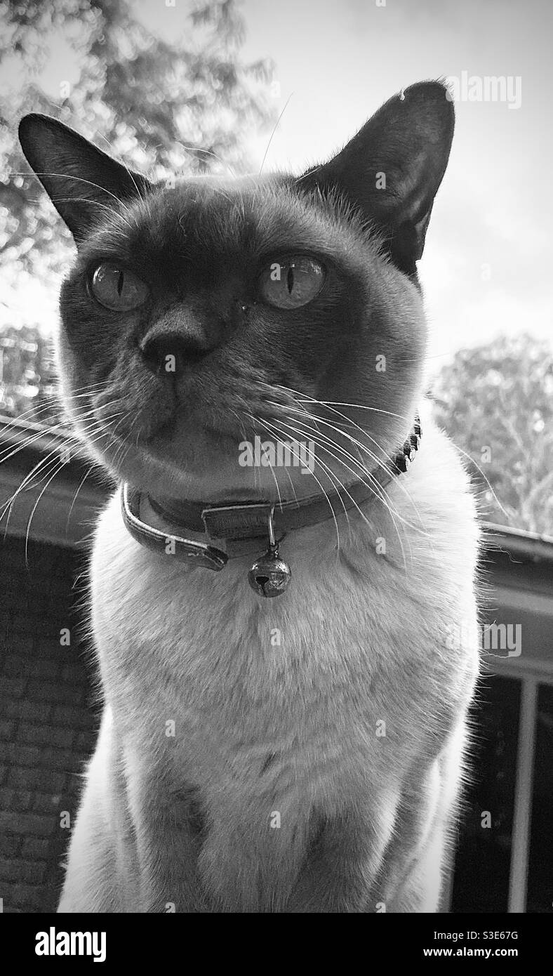 Schwarz-weiß Nahaufnahme der Katze Stockfoto
