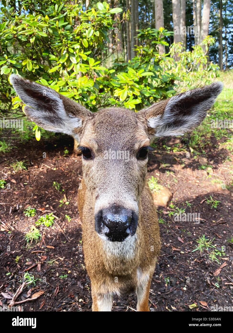 Nahaufnahme eines Hirsches. Stockfoto