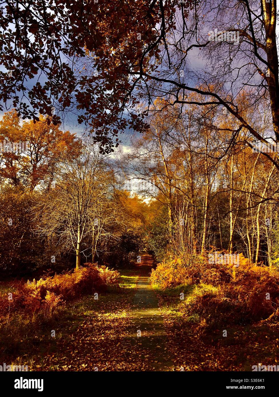 Wald im Herbst in Kent Stockfoto