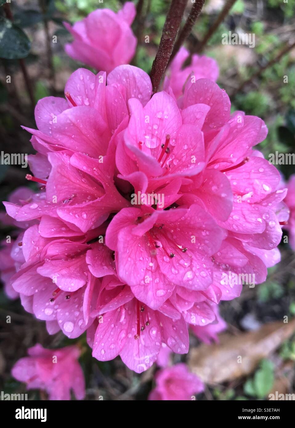Nahaufnahme einer Gruppe von Mini-rosa Azaleen-Blüten mit Regentropfen - Smartphone-aufgenommenes Stockfoto