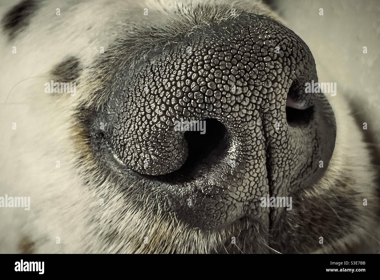 Dog Nose Hair Closeup Stockfotos und bilder Kaufen Alamy