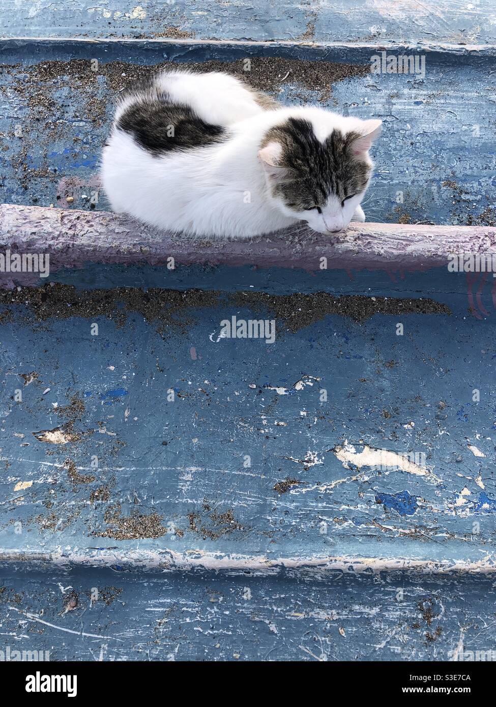 Streunende Katze sitzt auf einer hölzernen Oberfläche.Kopieren Raum für Text - Smartphone-aufgenommenes Stockfoto