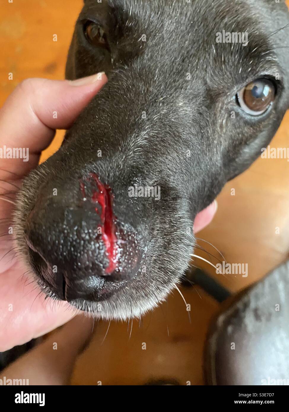 Ein schwarzer Labrador die Nase, nachdem er von einem aggressiven Hund  gebissen wurde Stockfotografie - Alamy