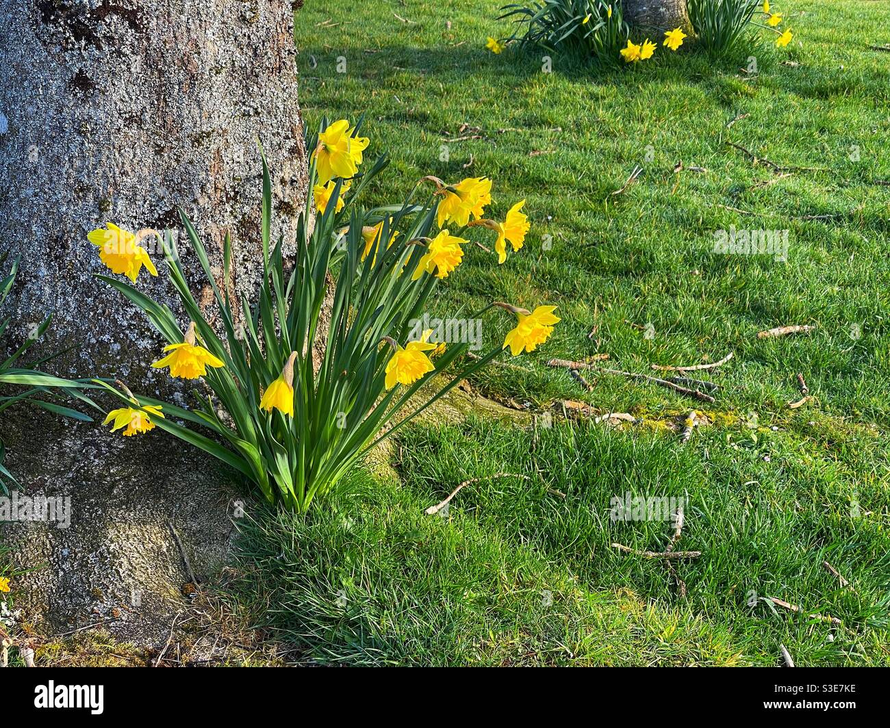 Narzissen wachsen an der Basis eines Baumes vorbei. Keine Personen. Stockfoto