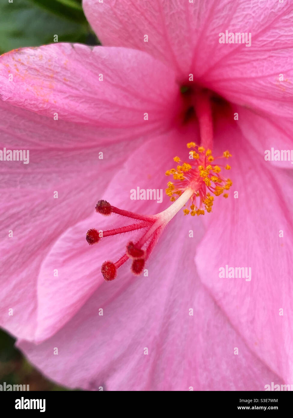 Makro der rosa Hibiskusblüte Stockfoto