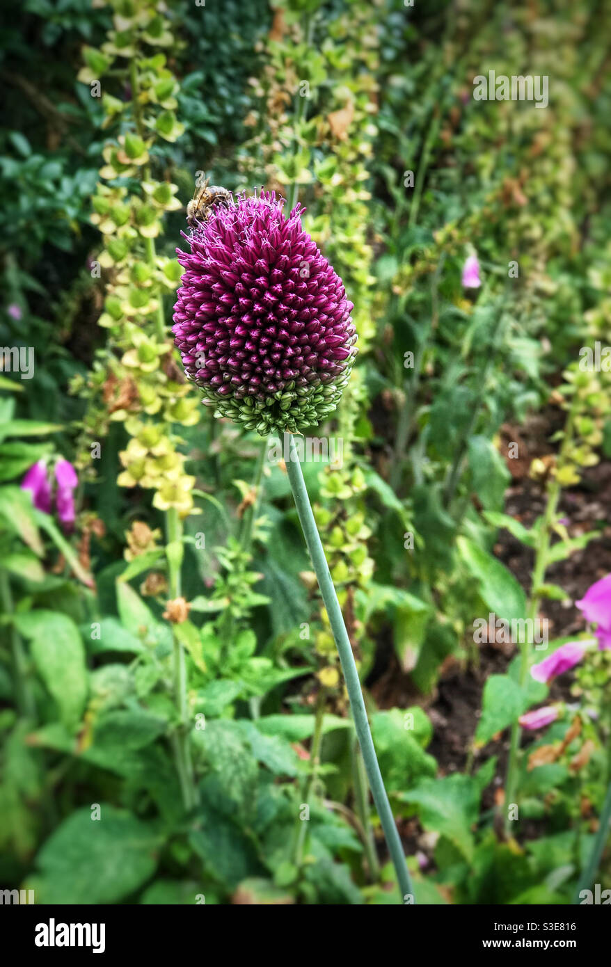 Honigbiene auf einer violetten Kegelblüte. - Smartphone-aufgenommenes Stockfoto