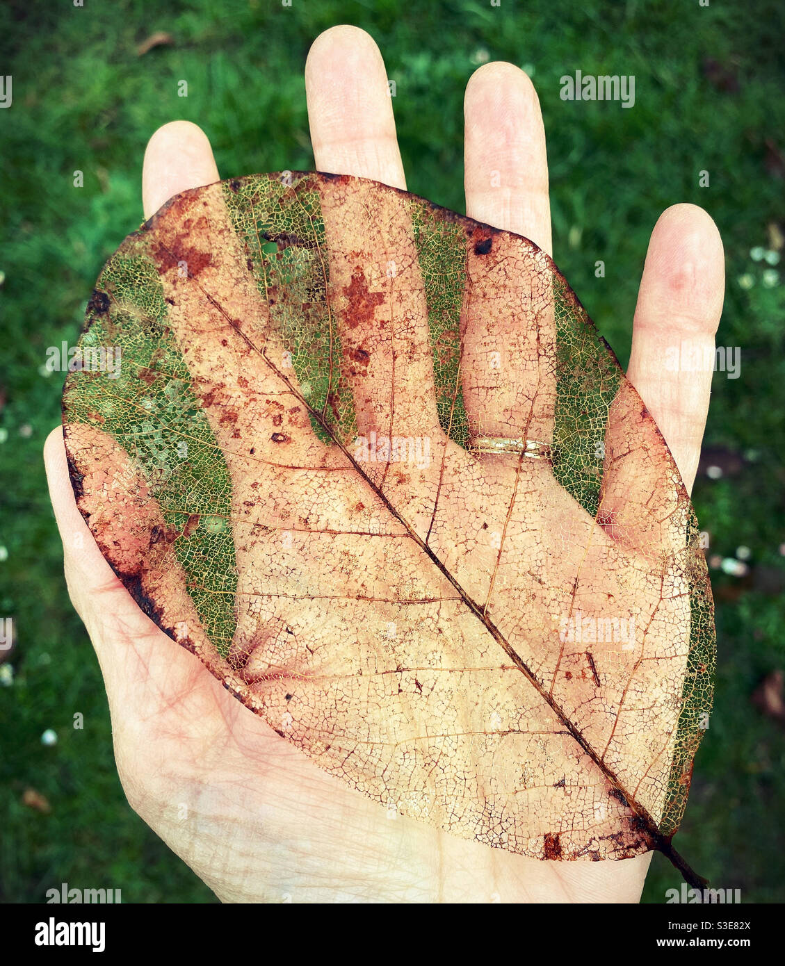 Ein Skelettblatt in der Handfläche einer Person. Stockfoto