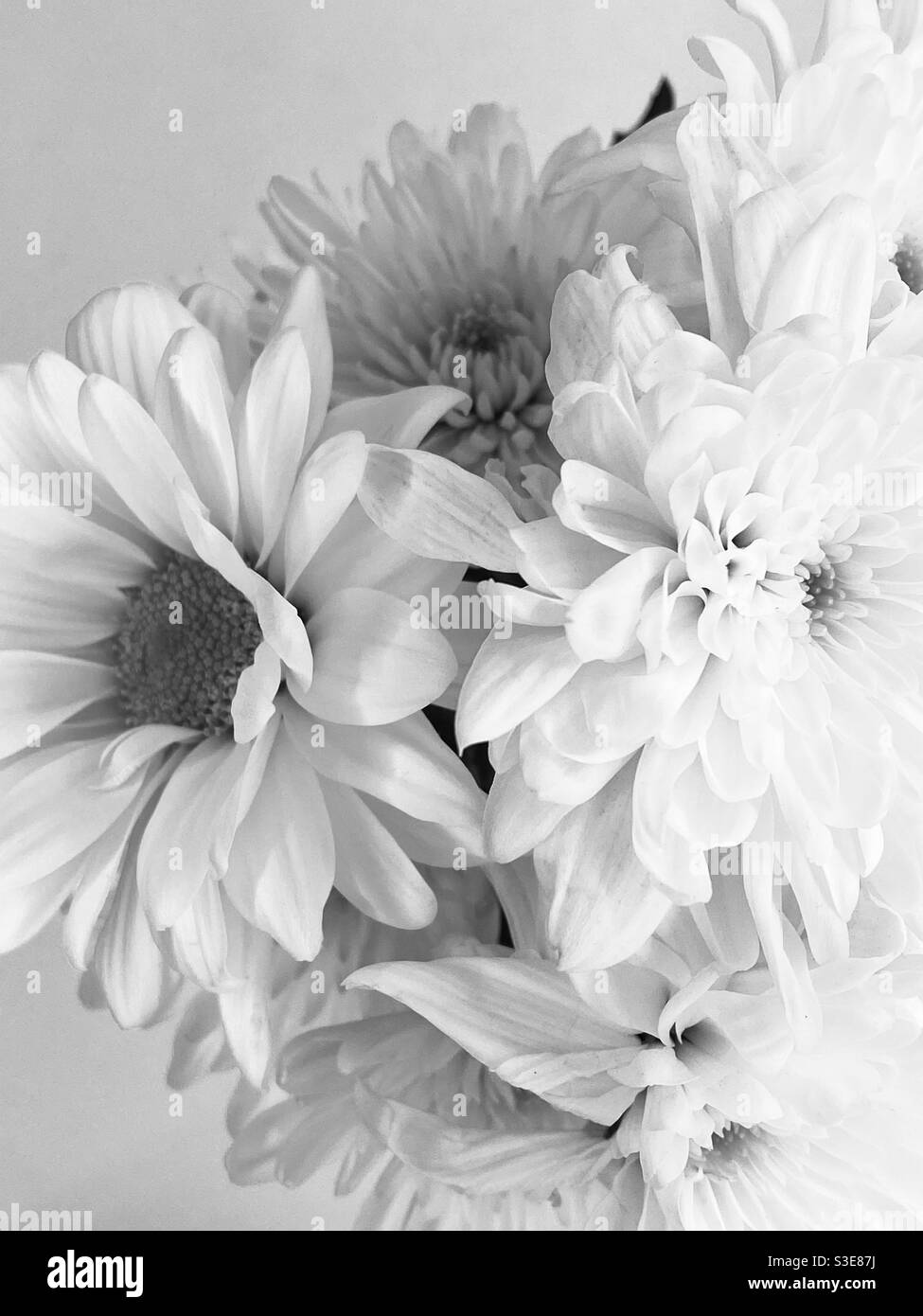 Schwarz-Weiß-Monochrom Nahaufnahme von Blumen Stockfoto