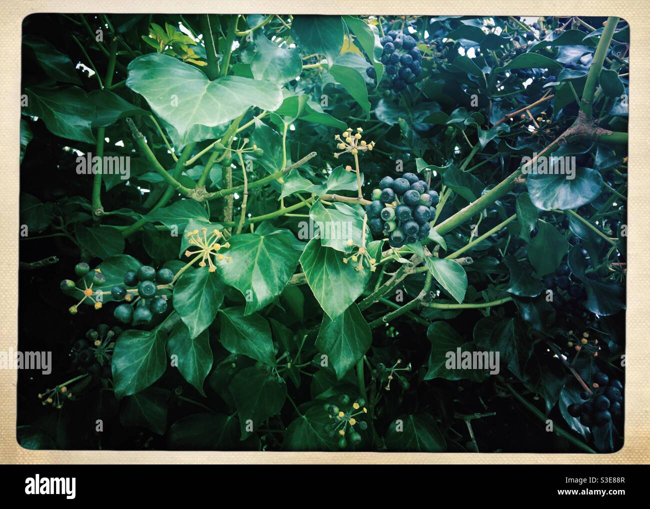 Efeu-Pflanze mit Beeren und dunkelgrünen Blättern Stockfoto