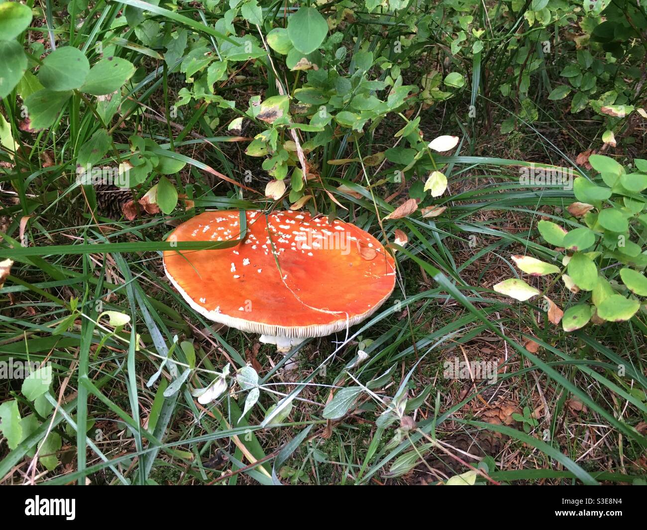 Roter giftiger Pilz - Amanita muscaria (Fliegenpilz) Stockfoto