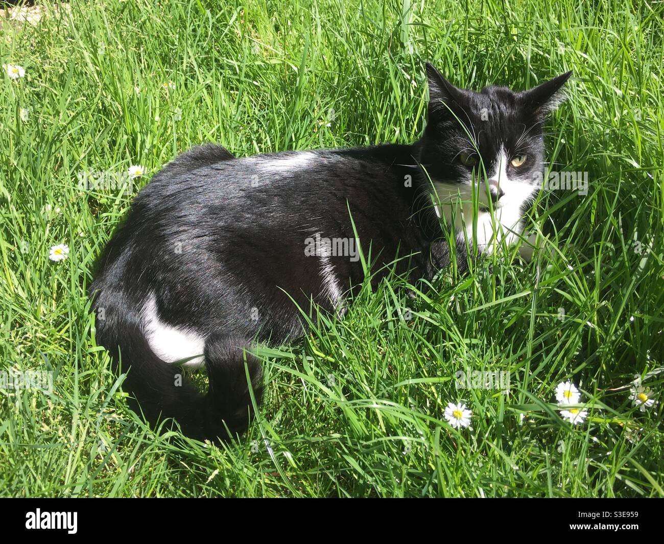 Schwarz-weiße britische Kurzhaarkatze, die die Sonne genießt Ein Garten Stockfoto