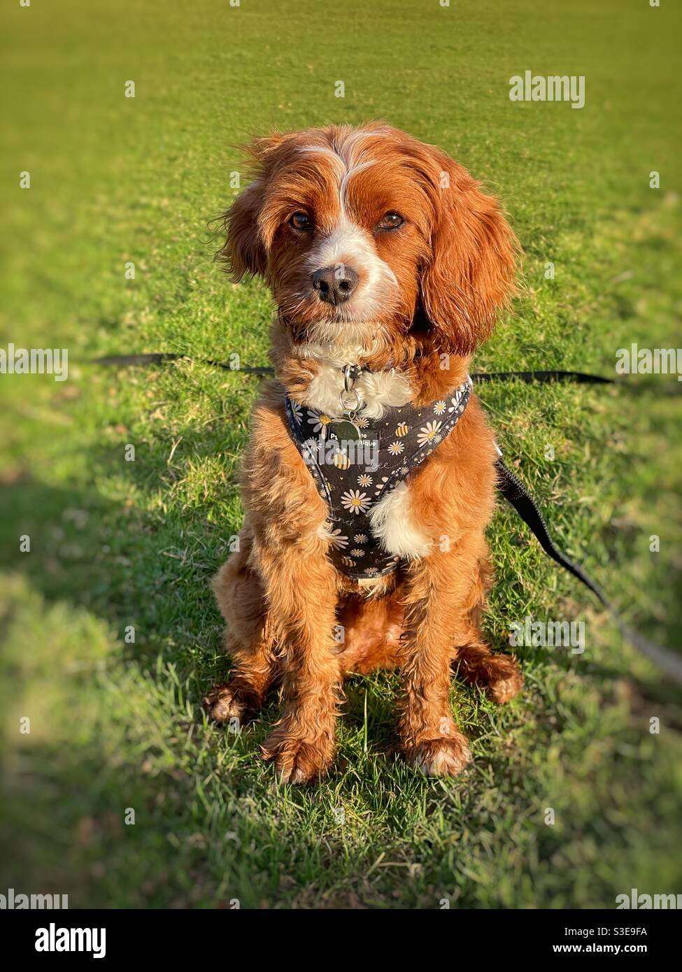 Cavapoo Hund trägt ein Geschirr an einer langen Leine. Stockfoto