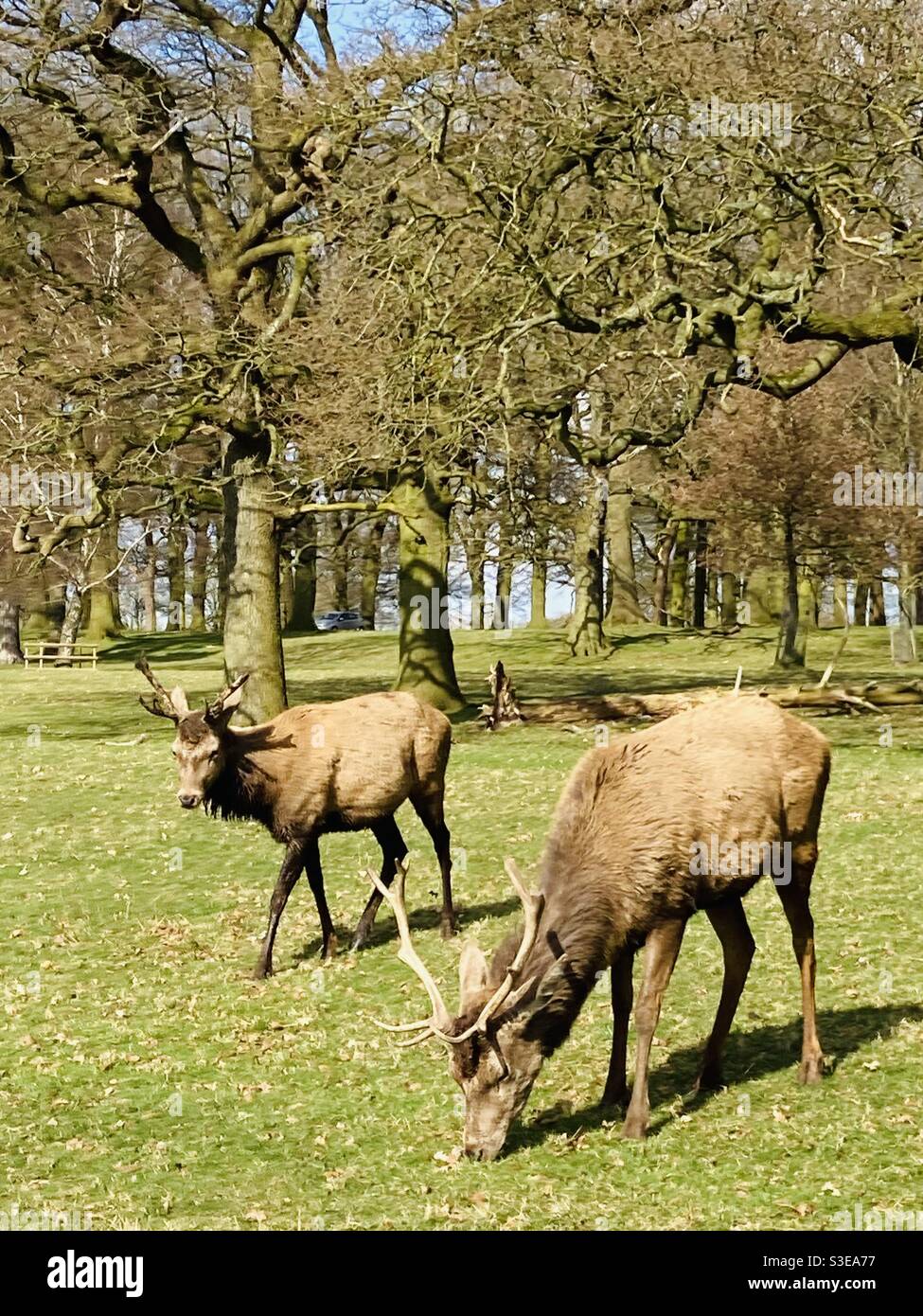 Hirsche im park Stockfoto